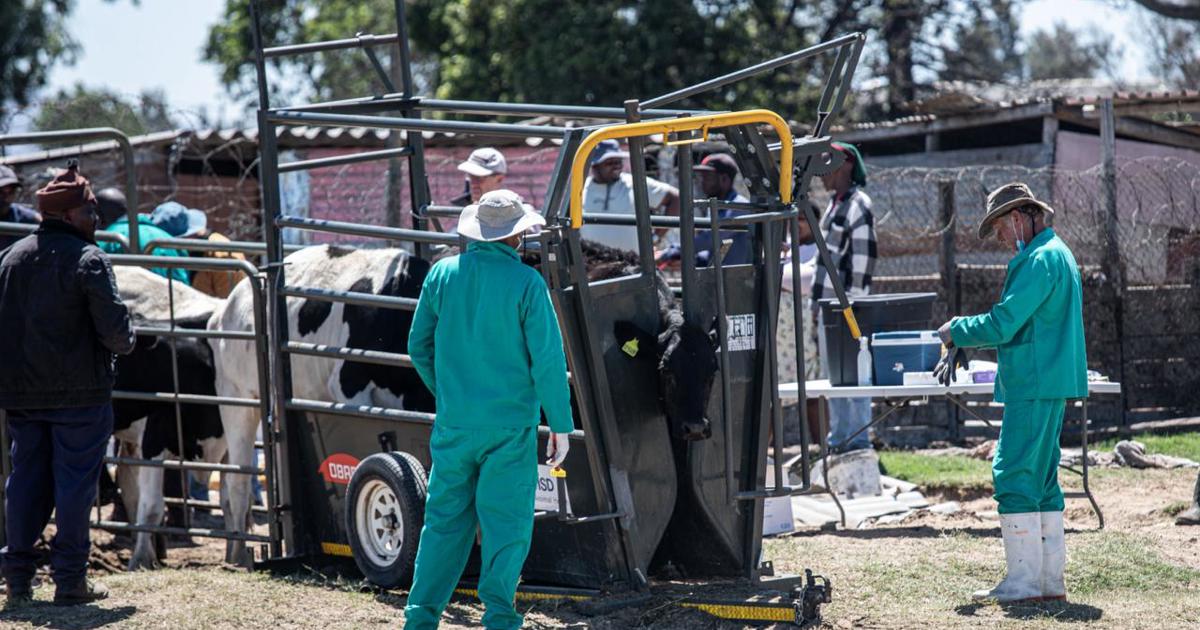 Over 40,000 livestock vaccinated as Western Cape battles foot-and-mouth ...