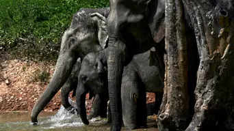 Researchers analyse DNA from dung to save Laos elephants Researchers analyse DNA from dung to save Laos elephants