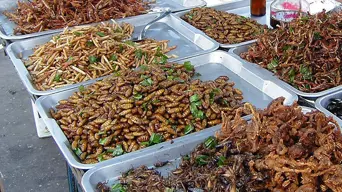 Edible insects: Are crickets and mealworms the future of food security in SA? Edible insects: Are crickets and mealworms the future of food security in SA?