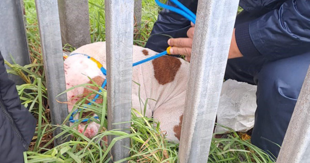 Cape of Good Hope SPCA rescues injured dog left in the cold