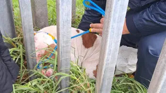 Cape of Good Hope SPCA rescues injured dog left in the cold Cape of Good Hope SPCA rescues injured dog left in the cold