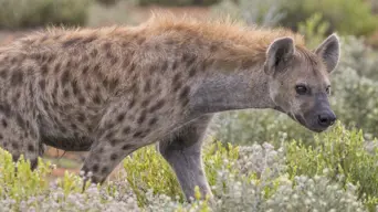 'My head was inside the hyena's mouth': KZN camper attacked by two hyenas survives to tell the tale 'My head was inside the hyena's mouth': KZN camper attacked by two hyenas survives to tell the tale