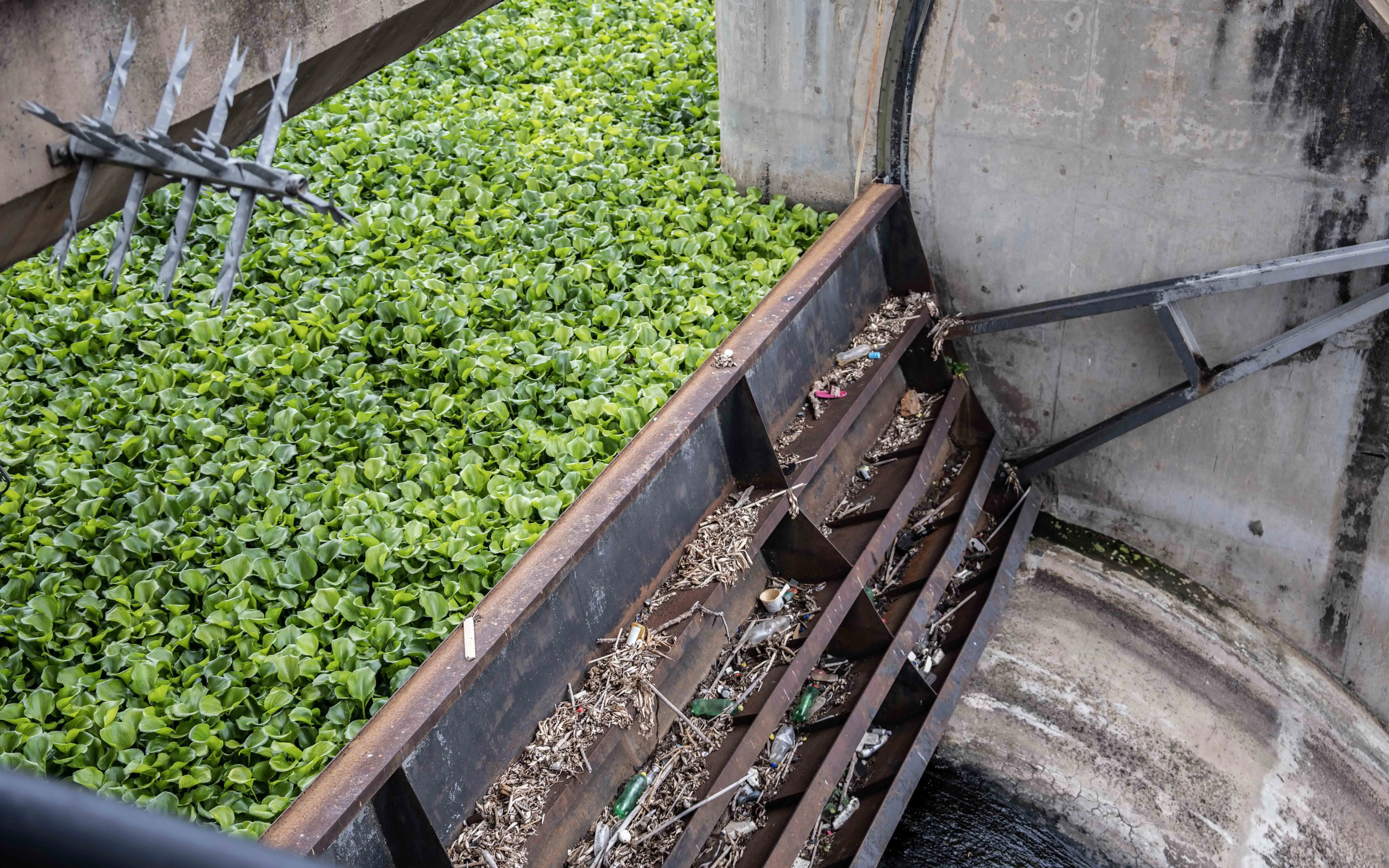 Water hyacinths by the Hartbeespoort Dam wall 31 January 2023. Picture: Abigail Javier/Eyewitness News Water hyacinths by the Hartbeespoort Dam wall 31 January 2023. Picture: Abigail Javier/Eyewitness News