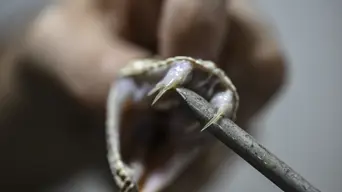 Man who let snakes bite him 200 times spurs new antivenom hope Man who let snakes bite him 200 times spurs new antivenom hope