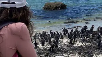 Discover the magic of Cape Town with new INTERACTIVE GUIDEBOOK FOR KIDS Discover the magic of Cape Town with new INTERACTIVE GUIDEBOOK FOR KIDS