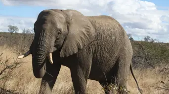 Weather warning: Kruger urges tourists to postpone visiting the park Weather warning: Kruger urges tourists to postpone visiting the park