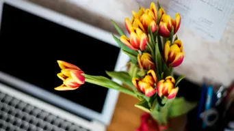 Many choosing `plant parenting' instead of children or pets Many choosing `plant parenting' instead of children or pets