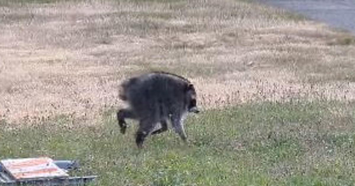 Odd-looking raccoon Jimothy goes viral, teased as Warcraft game character