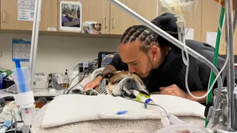 Hamilton thanks 'overwhelming' response to dog Roscoe's death Hamilton thanks 'overwhelming' response to dog Roscoe's death
