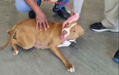 Rescue dog used for breeding meets her new owners - Cape of Go Rescue dog used for breeding meets her new owners - Cape of Go