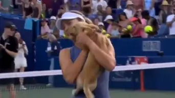 WATCH: Tennis star Anna Kalinskaya's dog struts onto court after her win, wooing crowds WATCH: Tennis star Anna Kalinskaya's dog struts onto court after her win, wooing crowds