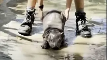 WATCH: Baby hippo refuses to leave pool until mom gives 'maternal stare of authority' WATCH: Baby hippo refuses to leave pool until mom gives 'maternal stare of authority'