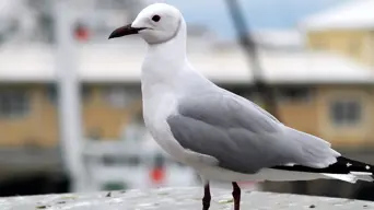 Bird flu outbreak: How to protect your family and your pets Bird flu outbreak: How to protect your family and your pets