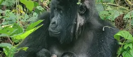 Some good news out of war-torn eastern DRC with rare birth of gorilla twins Some good news out of war-torn eastern DRC with rare birth of gorilla twins