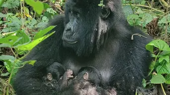 Some good news out of war-torn eastern DRC with rare birth of gorilla twins Some good news out of war-torn eastern DRC with rare birth of gorilla twins