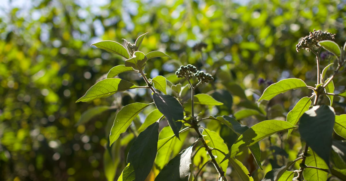 Johannesburg Zoo invites public to fight toxic weed on Mandela Day