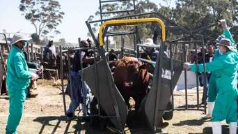 EXPLAINER | What is foot-and-mouth disease (FMD) and how it affects us EXPLAINER | What is foot-and-mouth disease (FMD) and how it affects us