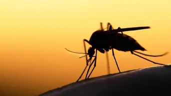 Deadly mosquito-borne dengue fever impacts climate-hit Bangladesh coast Deadly mosquito-borne dengue fever impacts climate-hit Bangladesh coast