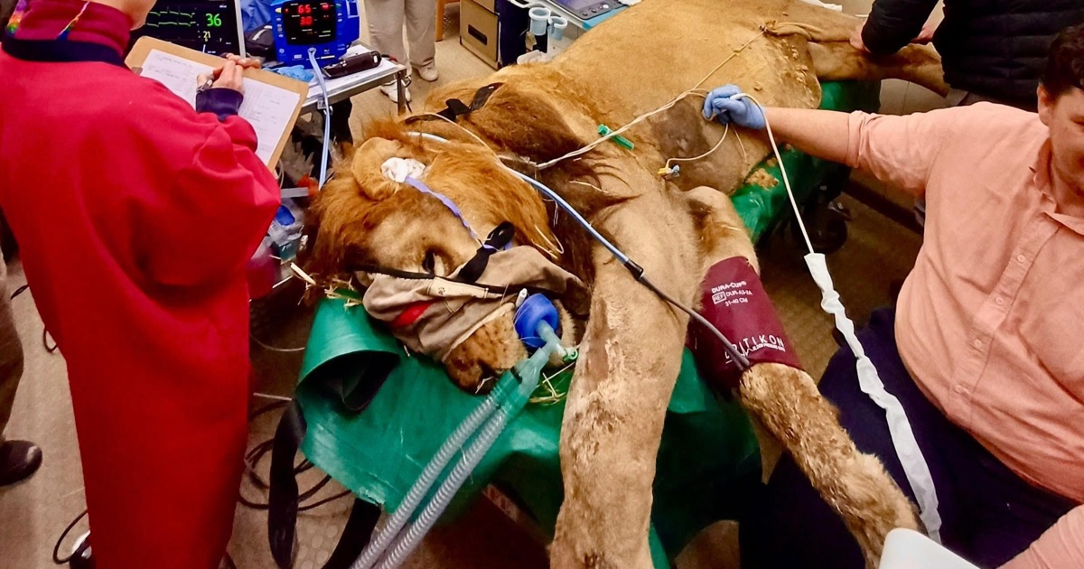 Majestic lion gets the royal treatment for CT scan at Onderstepoort
