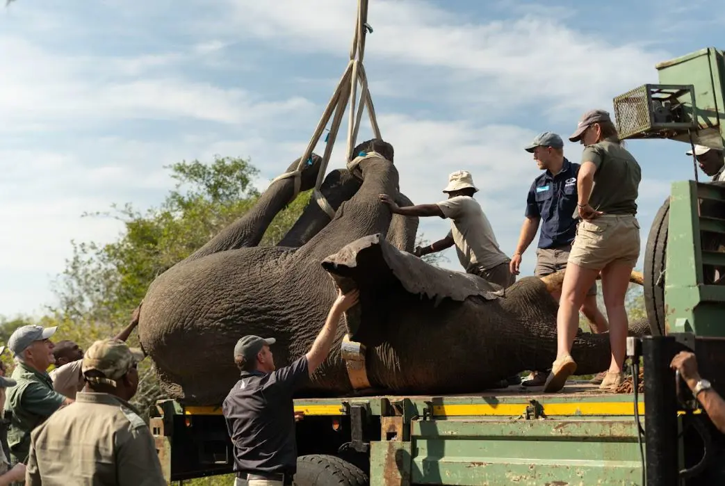 Elephants loaded on to trucks to be transported to Babanango Game Reserve. Picture: Kirsty Baker/Love Africa Marketing/Supplied Elephants loaded on to trucks to be transported to Babanango Game Reserve. Picture: Kirsty Baker/Love Africa Marketing/Supplied