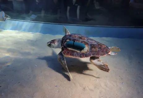 Kai avec un « flottant » attaché à son côté le plus faible pendant la rééducation. Image : Aquarium des Deux Océans Kai avec un « flottant » attaché à son côté le plus faible pendant la rééducation. Image : Aquarium des Deux Océans