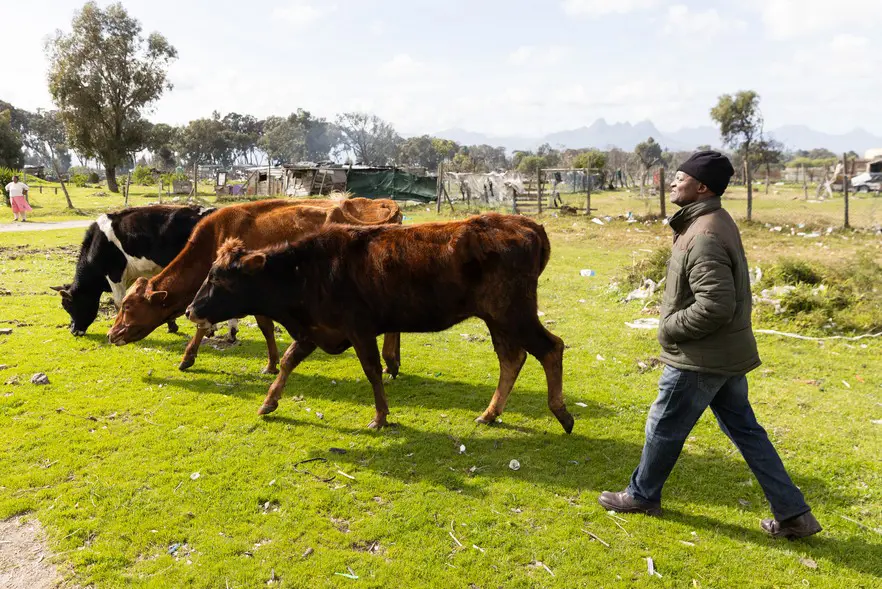 Farmer Hlati Magwentshu says it is unreasonable to expect most of the 80 farmers operating on the Ithemba farms property in Eerste River to share space with residents on the smaller plot of land to the west. Farmer Hlati Magwentshu says it is unreasonable to expect most of the 80 farmers operating on the Ithemba farms property in Eerste River to share space with residents on the smaller plot of land to the west.