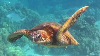 Green Sea Turtles move from 'endangered' to 'least concern' on threatened species list Green Sea Turtles move from 'endangered' to 'least concern' on threatened species list