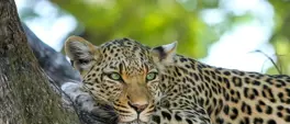 Return of leopards to West Coast National Park likely due to migration from Piketberg mountains - Landmark Foundation Return of leopards to West Coast National Park likely due to migration from Piketberg mountains - Landmark Foundation