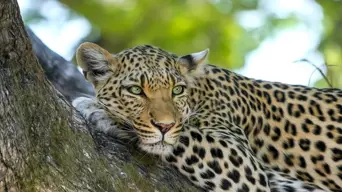 Return of leopards to West Coast National Park likely due to migration from Piketberg mountains - Landmark Foundation Return of leopards to West Coast National Park likely due to migration from Piketberg mountains - Landmark Foundation