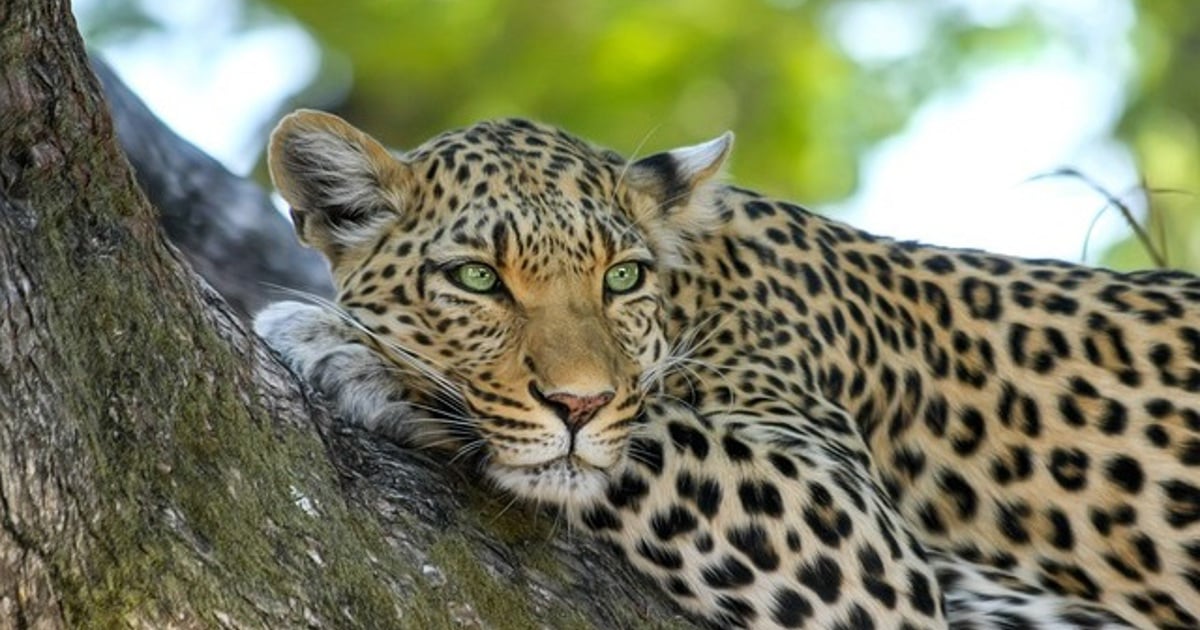 Leopards return to SA’s West Coast after 170 years - EWN