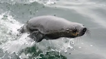 NSRI issues new safety warning amid rabies increase in Cape fur seals NSRI issues new safety warning amid rabies increase in Cape fur seals