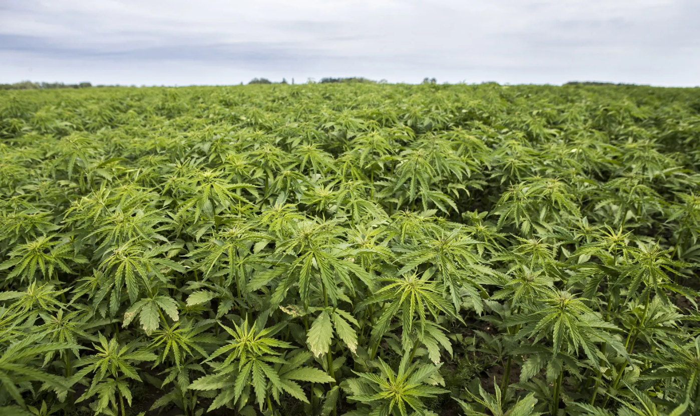 Hemp is not a climate change cure – but conscientious consumer choices could be - Vimarsana News
