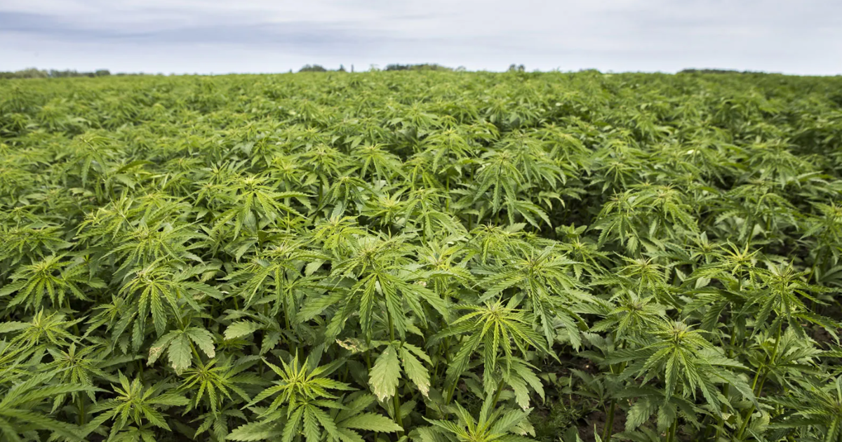 Study finds hemp sector could generate R40 billion for SA's economy