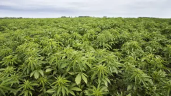 Study finds hemp sector could generate R40 billion for SA's economy Study finds hemp sector could generate R40 billion for SA's economy