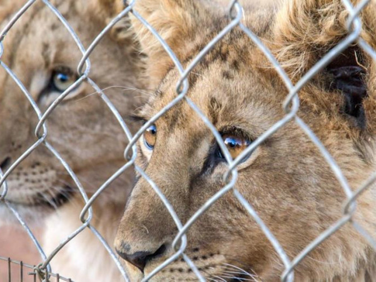 Cabinet rules to end captive breeding of lions and rhinos - Vimarsana News