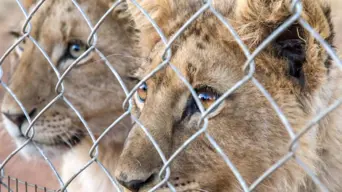 Brazilian teen killed after climbing into lion enclosure at zoo Brazilian teen killed after climbing into lion enclosure at zoo