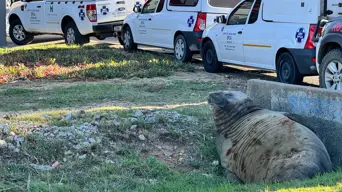 Plan in place to rescue elephant seal in Gordon's Bay - Cape of Good Hope SPCA Plan in place to rescue elephant seal in Gordon's Bay - Cape of Good Hope SPCA