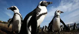 Study says African penguins starved en masse off South Africa Study says African penguins starved en masse off South Africa
