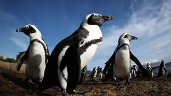 Study says African penguins starved en masse off South Africa Study says African penguins starved en masse off South Africa