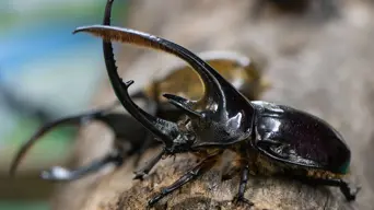 In Colombia, hungry beetle larvae combat trash buildup In Colombia, hungry beetle larvae combat trash buildup