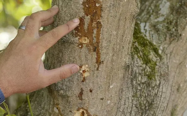 Borer beetle infested tree Borer beetle infested tree