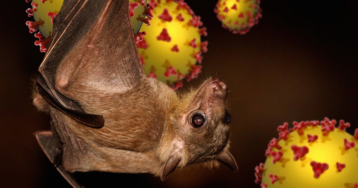 Health Department allays fears amid Nipah virus outbreak concerns