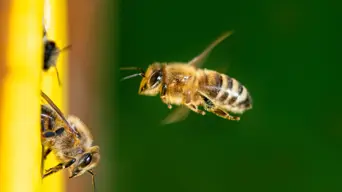 Cape honeybees, clever minds and why humans should pay attention Cape honeybees, clever minds and why humans should pay attention
