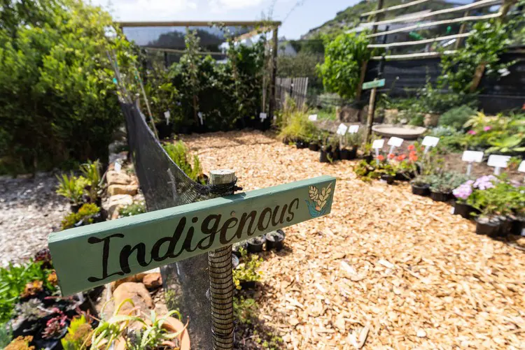Indigenous plants and herbs are for sale at the nursery. Photo: GroundUp Indigenous plants and herbs are for sale at the nursery. Photo: GroundUp