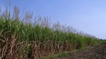 New rules will help embattled sugar industry but don't address import crisis - SAFDA New rules will help embattled sugar industry but don't address import crisis - SAFDA