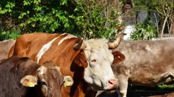 Tanzania Maasai fear VW 'greenwashing' carbon credit scheme Tanzania Maasai fear VW 'greenwashing' carbon credit scheme