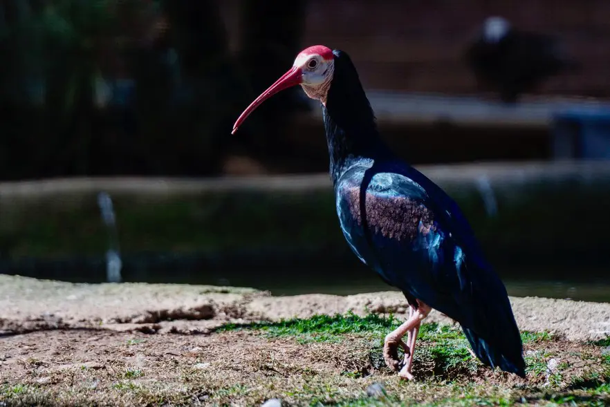 The Southern Bald Ibis is currently listed as vulnerable. It is threatened by hunting and disturbance of its breeding colonies, as well as loss of habitat. The Southern Bald Ibis is currently listed as vulnerable. It is threatened by hunting and disturbance of its breeding colonies, as well as loss of habitat.