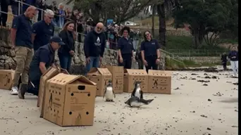 11 rehabilitated African Penguins released back into the wild in Simon's Town 11 rehabilitated African Penguins released back into the wild in Simon's Town