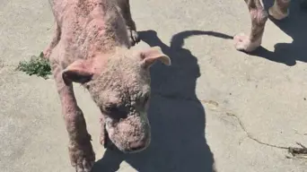 Cape of Good Hope SPCA inspector allegedly assaulted while rescuing 4 dogs Cape of Good Hope SPCA inspector allegedly assaulted while rescuing 4 dogs