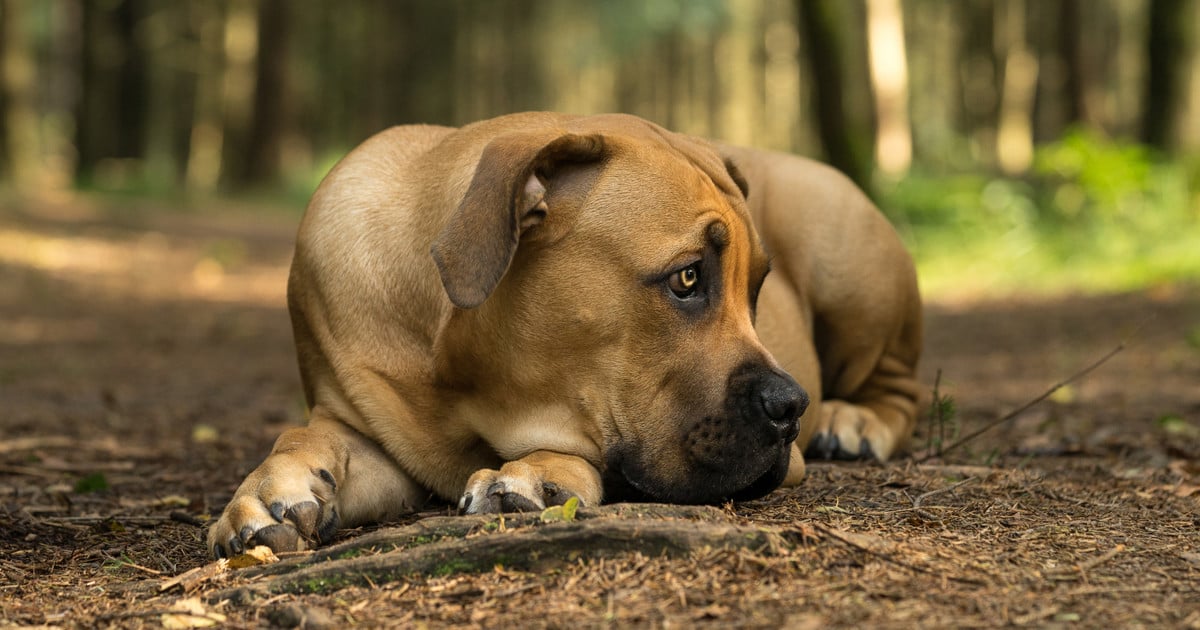 Court issues toughest penalty yet after starving Cape Town dogs rescued